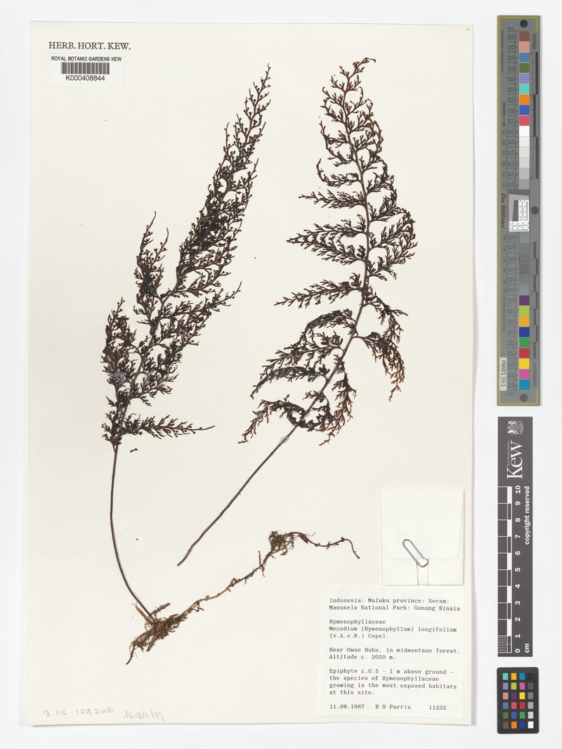Hymenophyllum longifolium photo 4