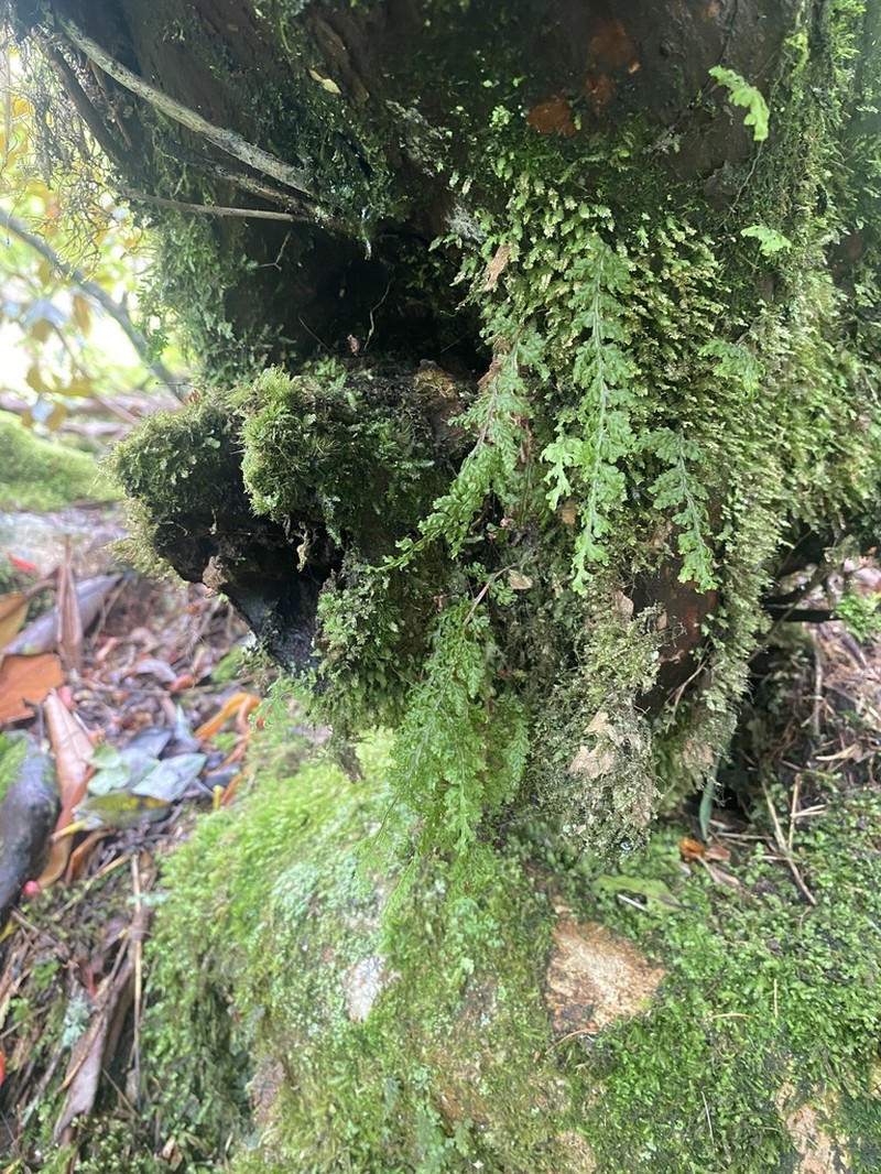 Hymenophyllum longissimum