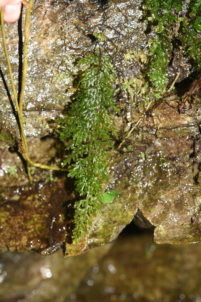 Hymenophyllum longissimum photo 2