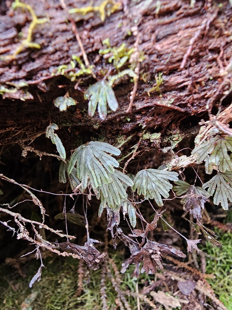 Hymenophyllum lyallii