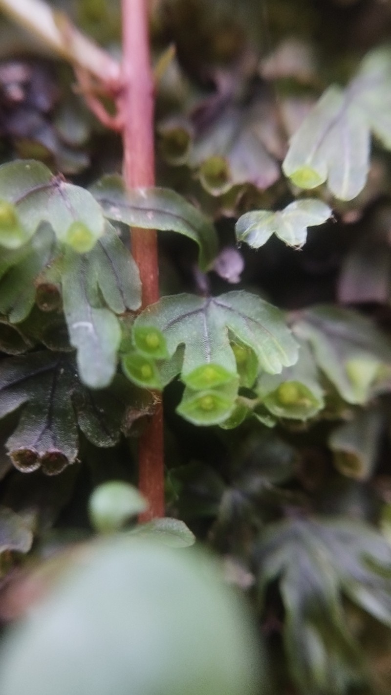Hymenophyllum lyallii photo 2