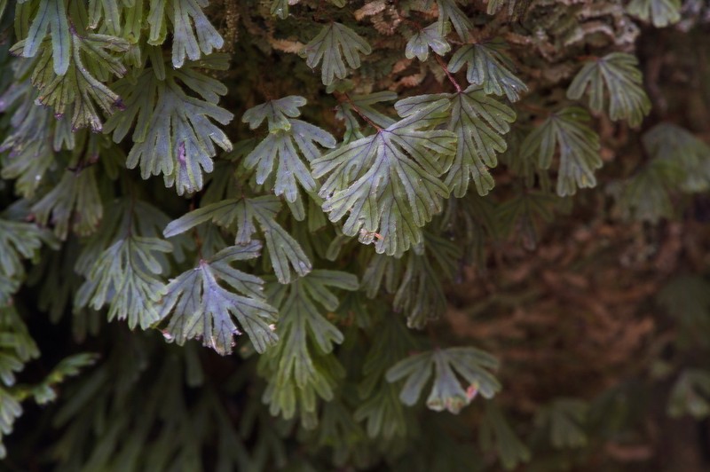 Hymenophyllum lyallii photo 3
