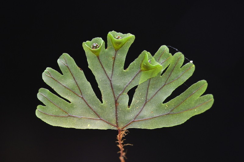 Hymenophyllum lyallii photo 4