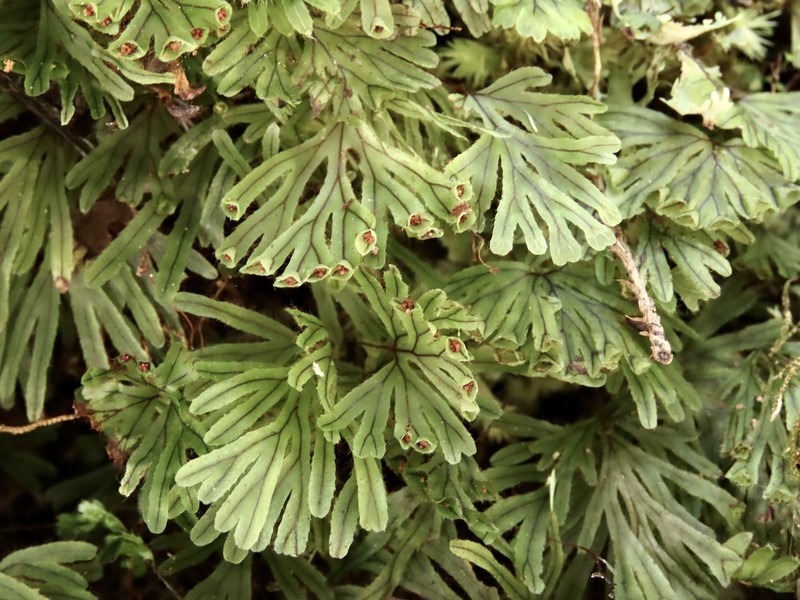 Hymenophyllum lyallii photo 5