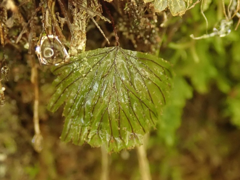 Hymenophyllum lyallii photo 6