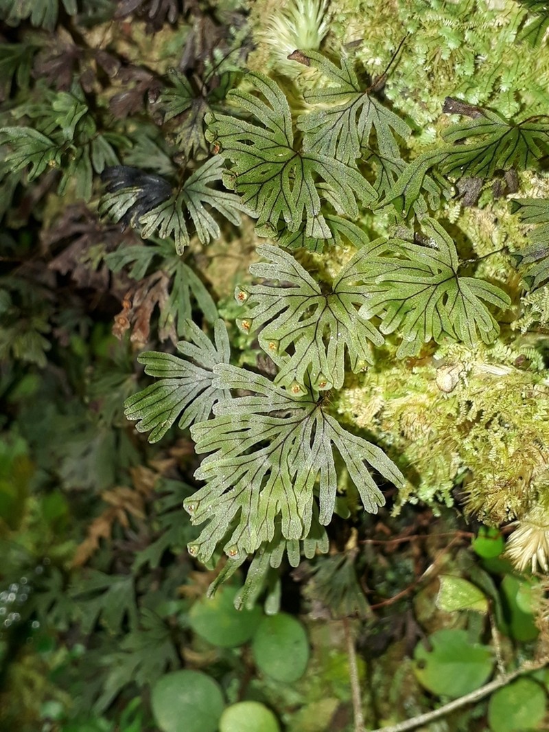 Hymenophyllum lyallii photo 7