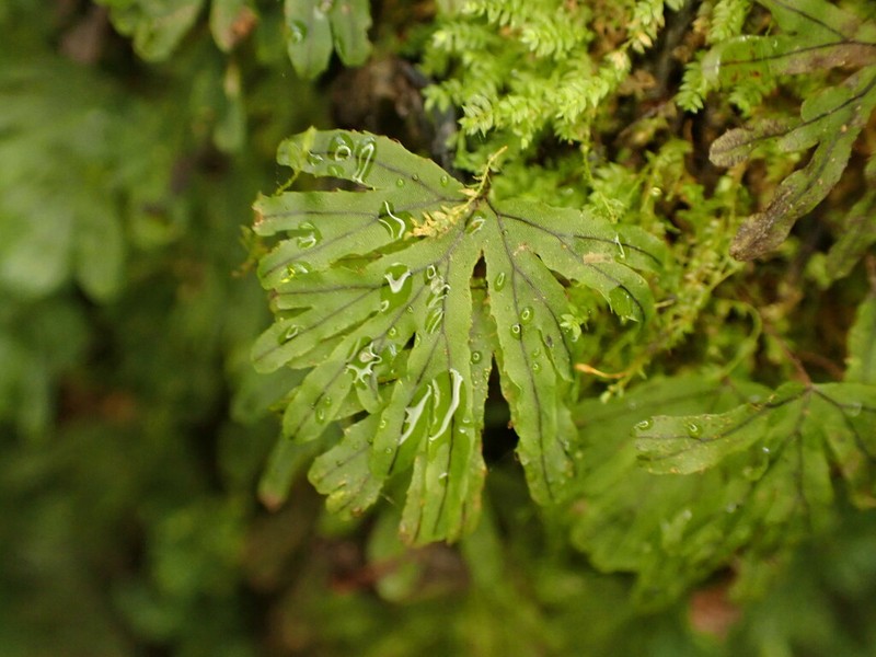 Hymenophyllum lyallii photo 8