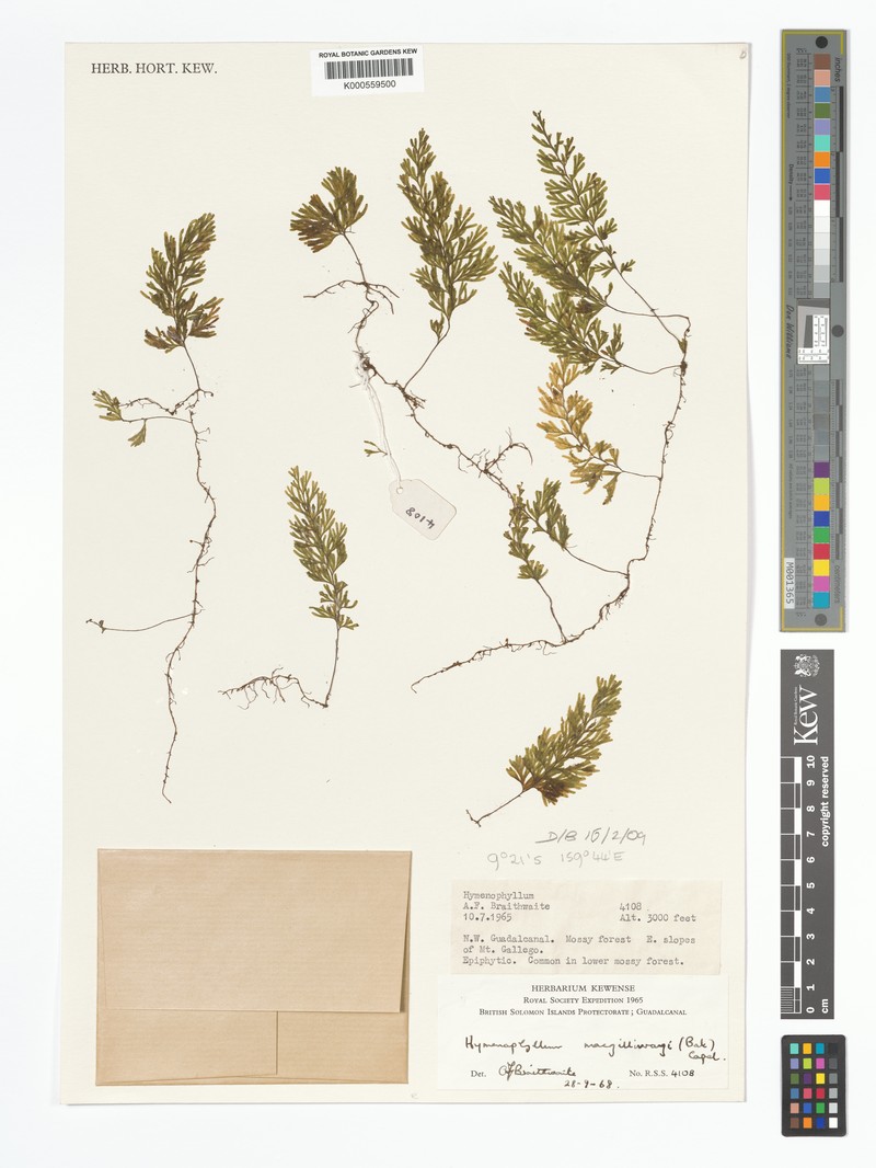Hymenophyllum macgillivrayi