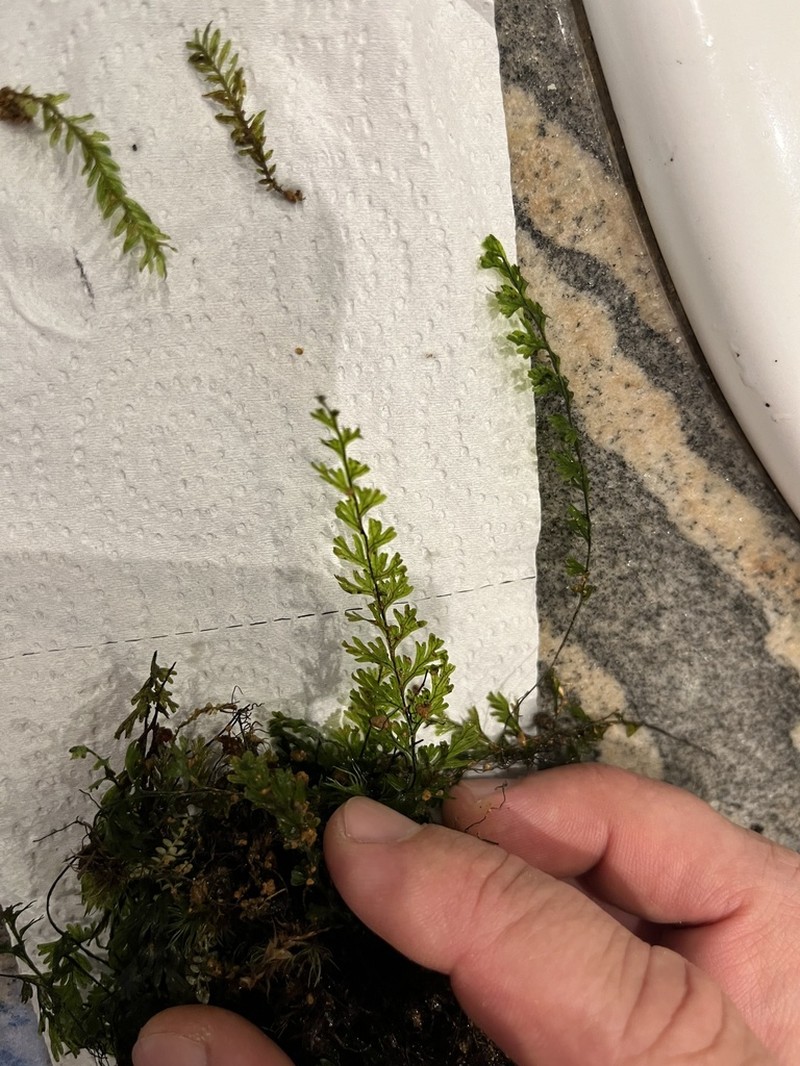 Hymenophyllum macroglossum