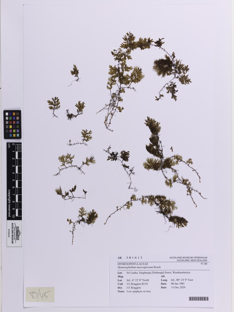 Hymenophyllum macroglossum photo 2