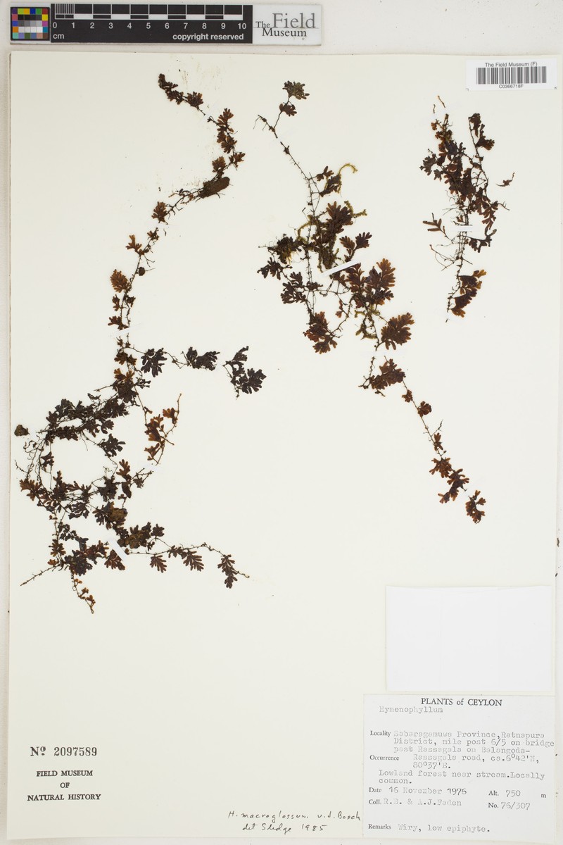 Hymenophyllum macroglossum photo 3
