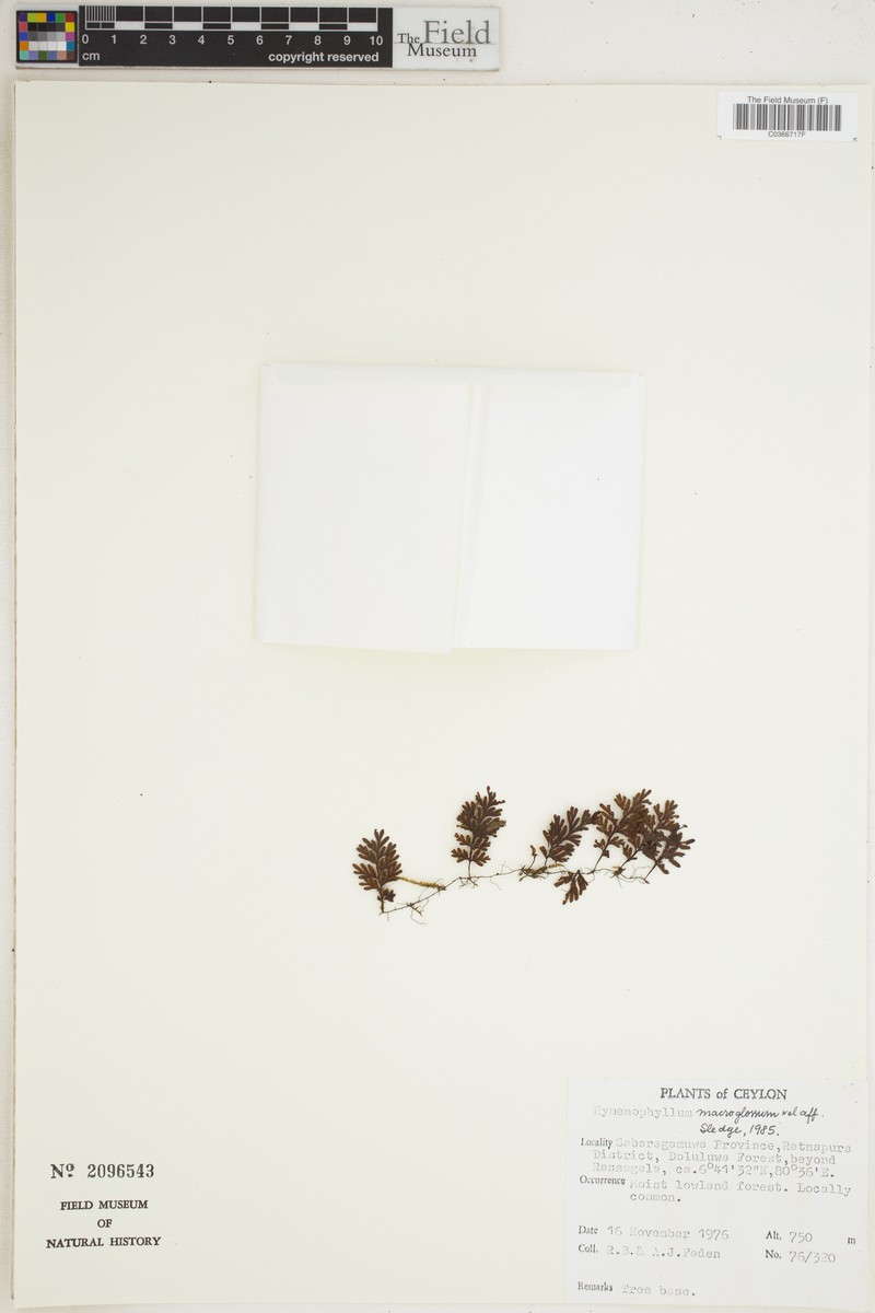 Hymenophyllum macroglossum photo 4