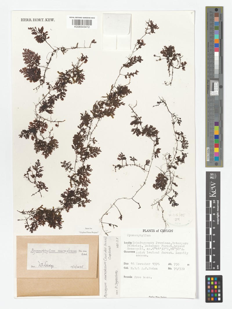 Hymenophyllum macroglossum photo 5