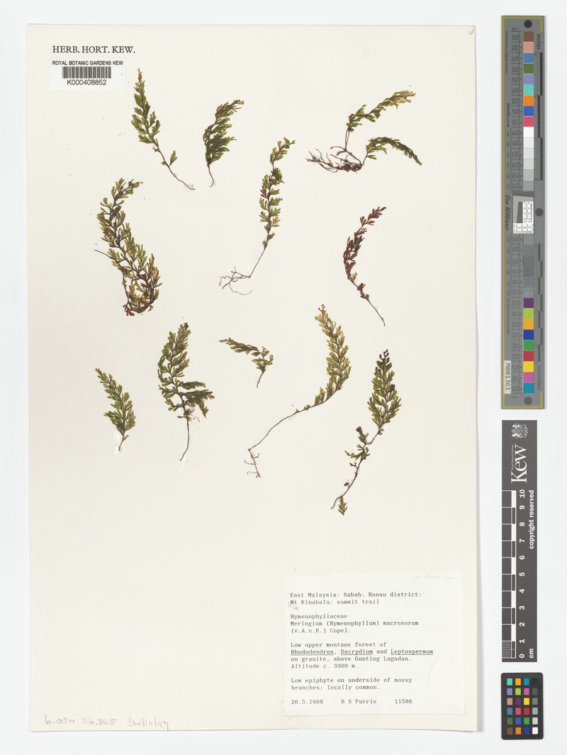 Hymenophyllum macrosorum