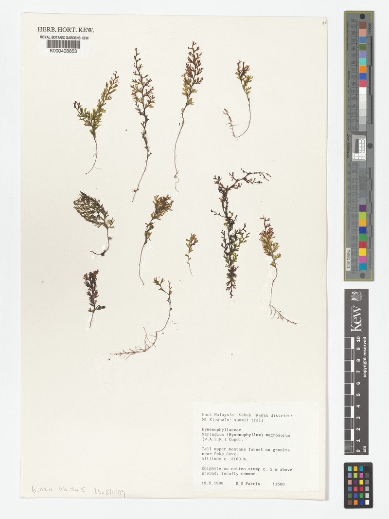 Hymenophyllum macrosorum photo 2