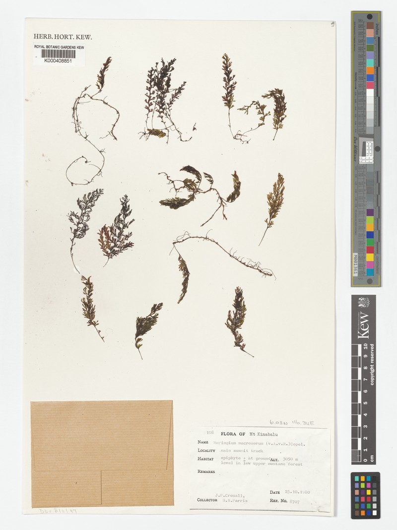 Hymenophyllum macrosorum photo 3