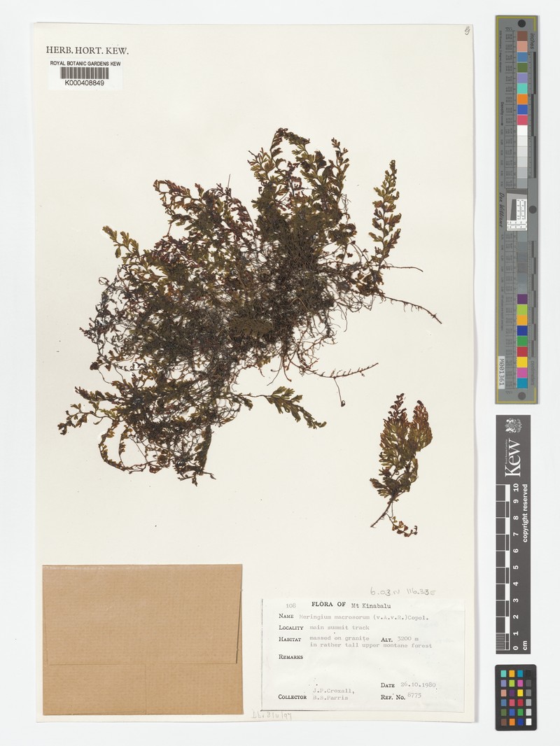 Hymenophyllum macrosorum photo 4