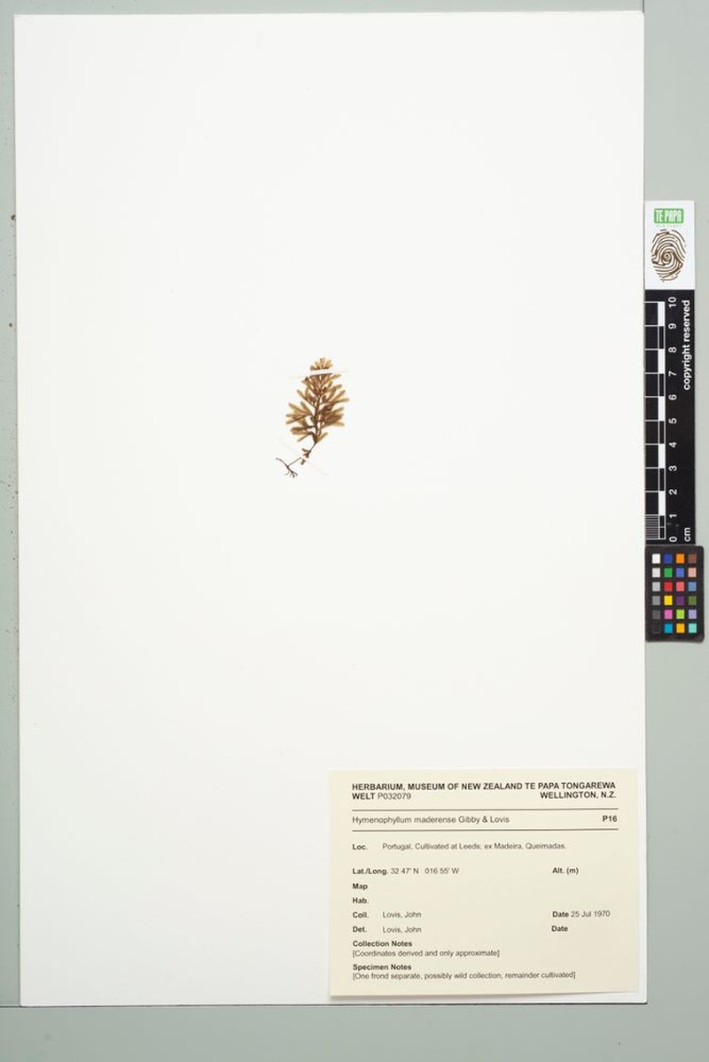 Hymenophyllum maderense