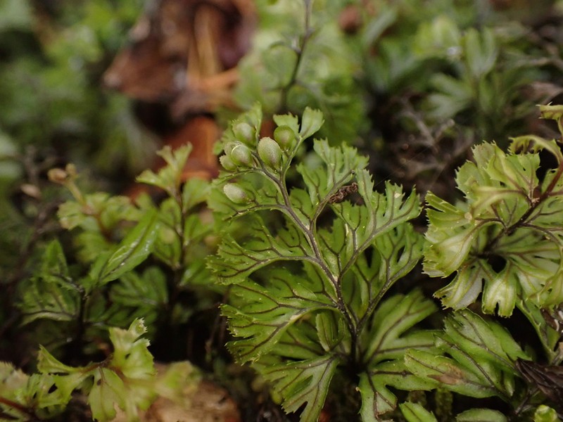 Hymenophyllum magellanicum