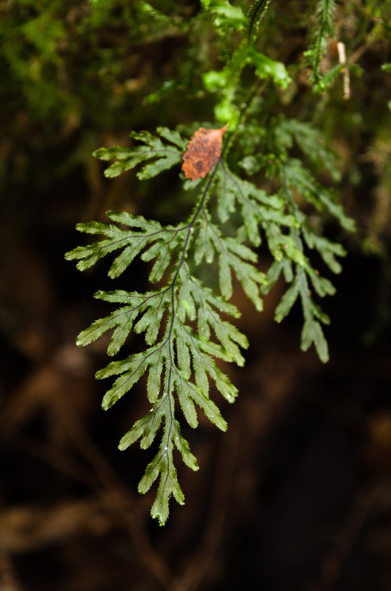 Hymenophyllum magellanicum photo 2