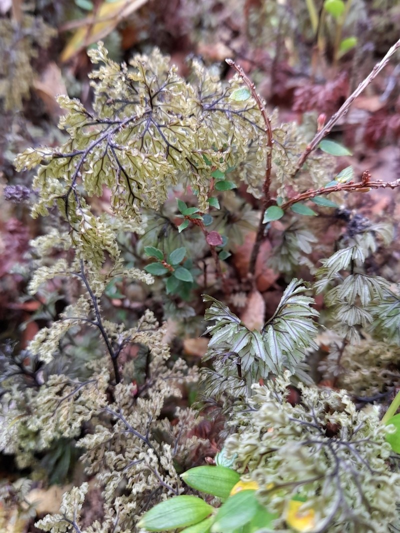 Hymenophyllum magellanicum photo 3