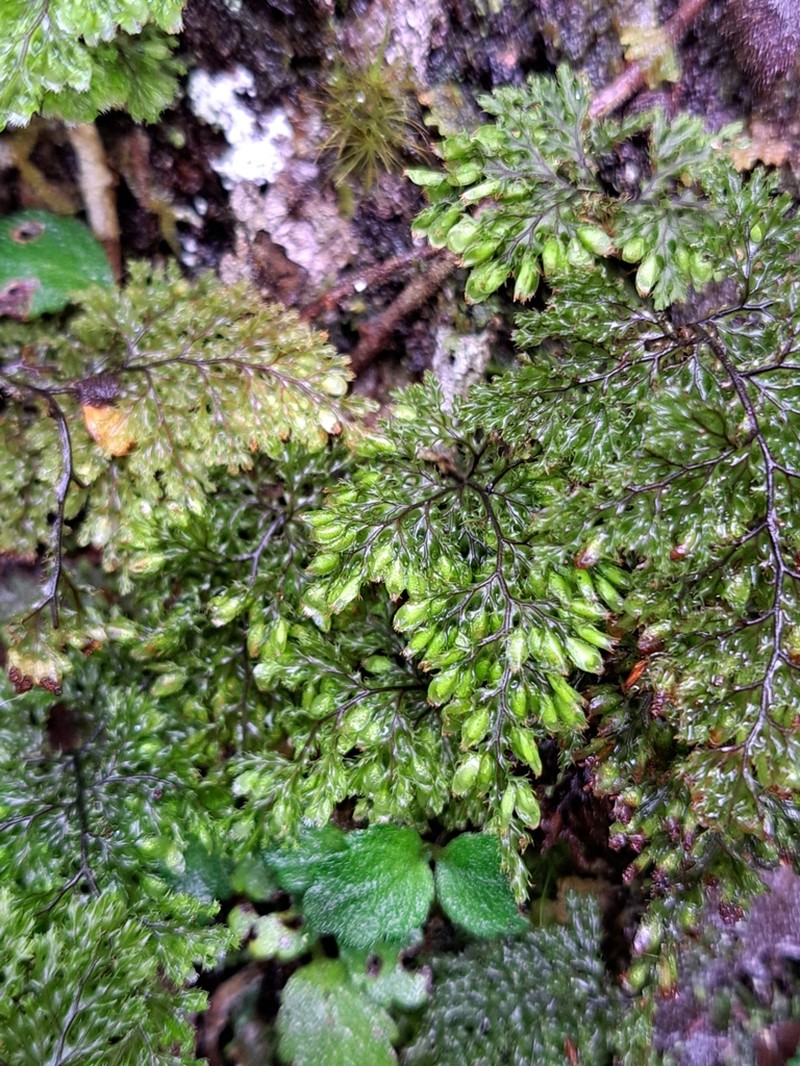 Hymenophyllum magellanicum photo 4