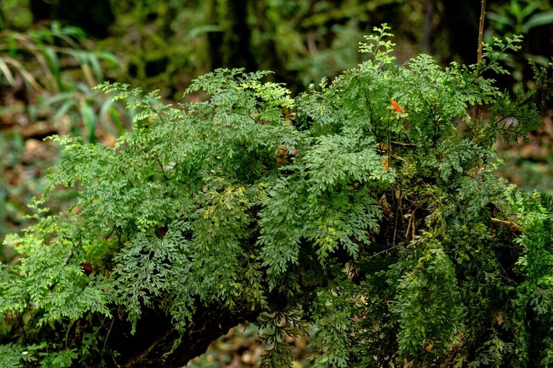 Hymenophyllum magellanicum photo 5