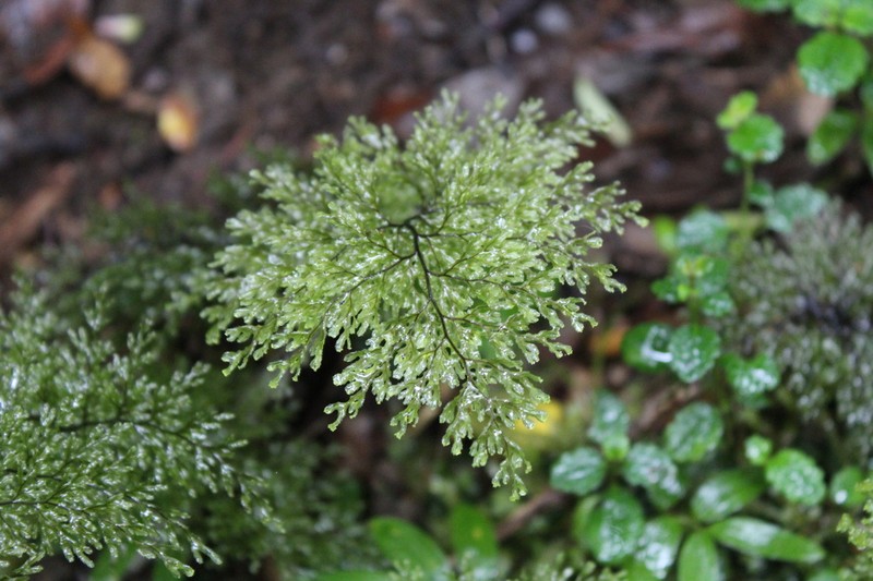 Hymenophyllum magellanicum photo 6