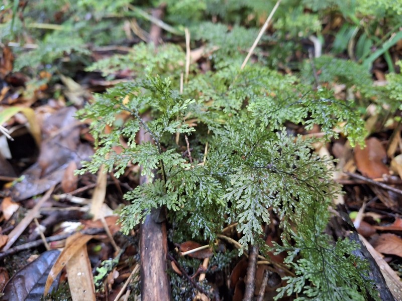 Hymenophyllum magellanicum photo 7