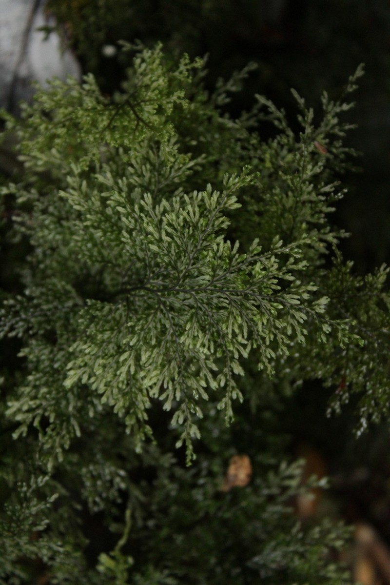 Hymenophyllum magellanicum photo 8