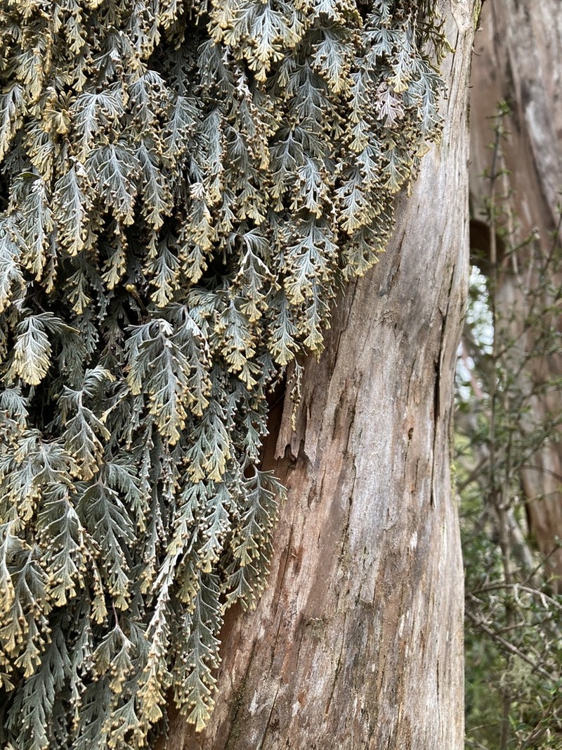 Hymenophyllum malingii
