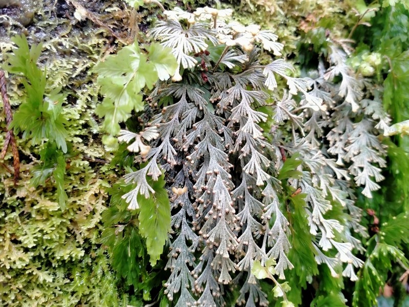 Hymenophyllum malingii photo 2