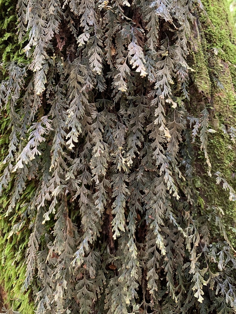 Hymenophyllum malingii photo 3