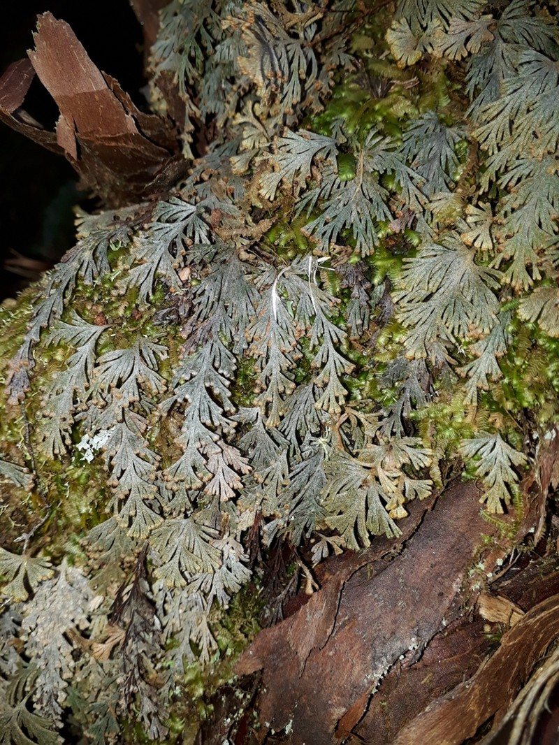Hymenophyllum malingii photo 4