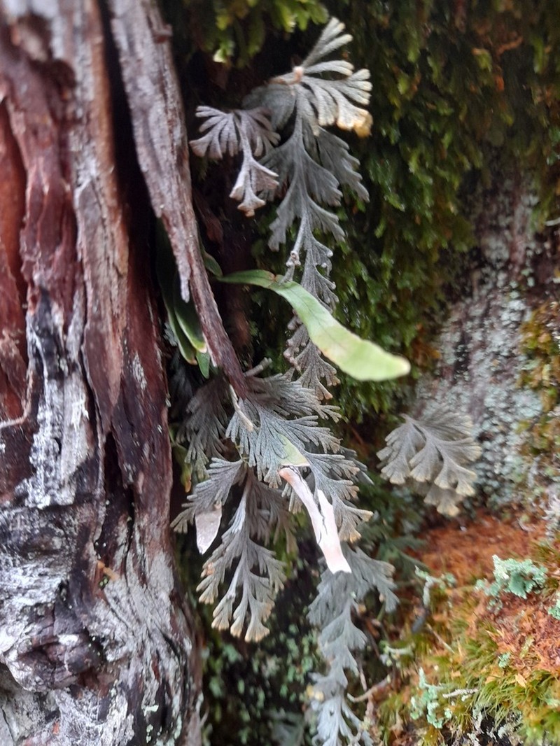 Hymenophyllum malingii photo 5