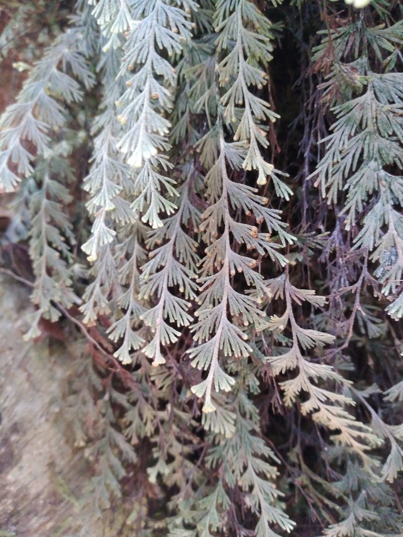 Hymenophyllum malingii photo 6