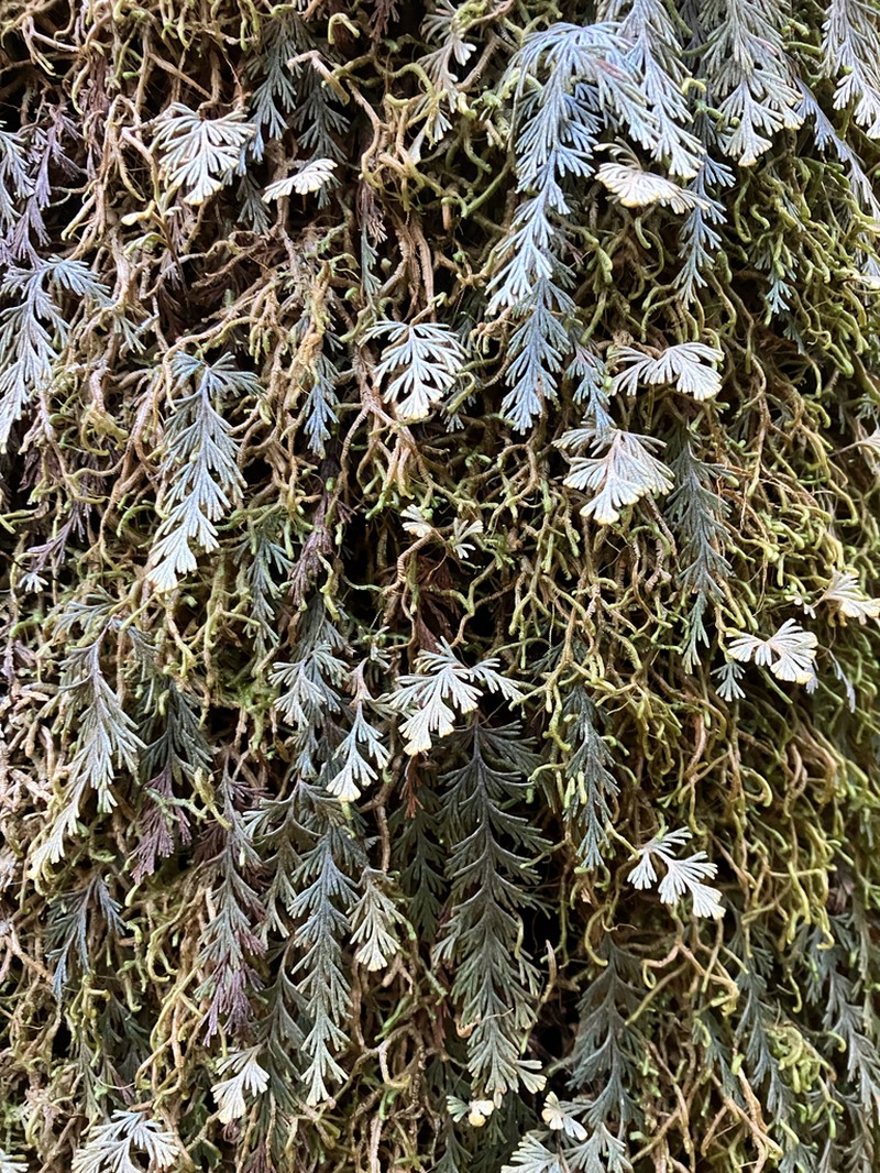 Hymenophyllum malingii photo 7