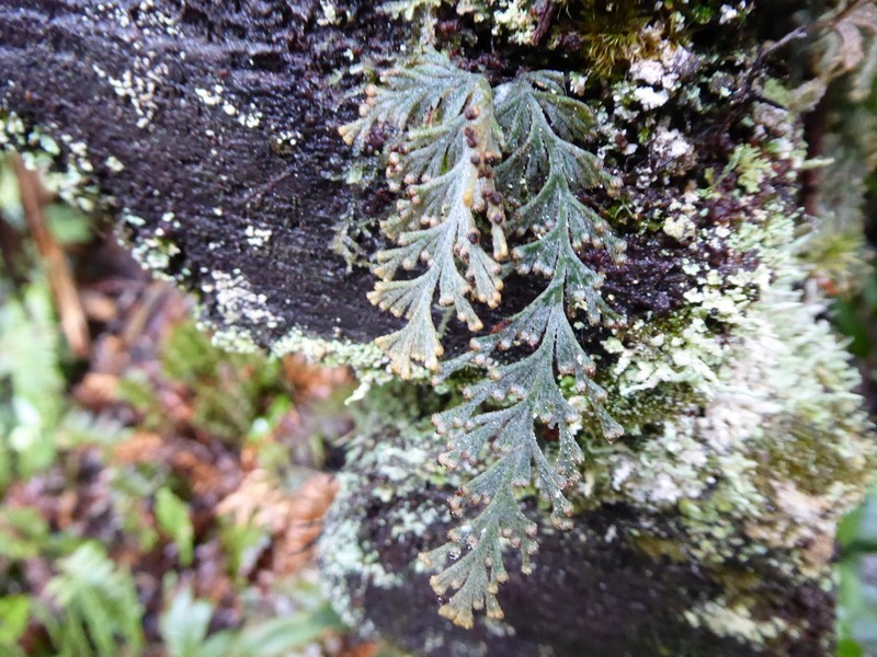 Hymenophyllum malingii photo 8