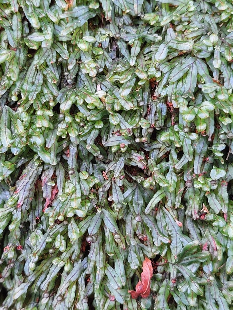Hymenophyllum marginatum