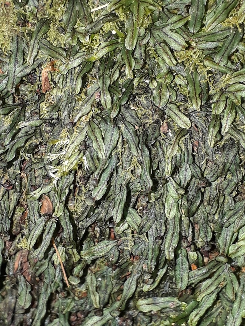 Hymenophyllum marginatum photo 2