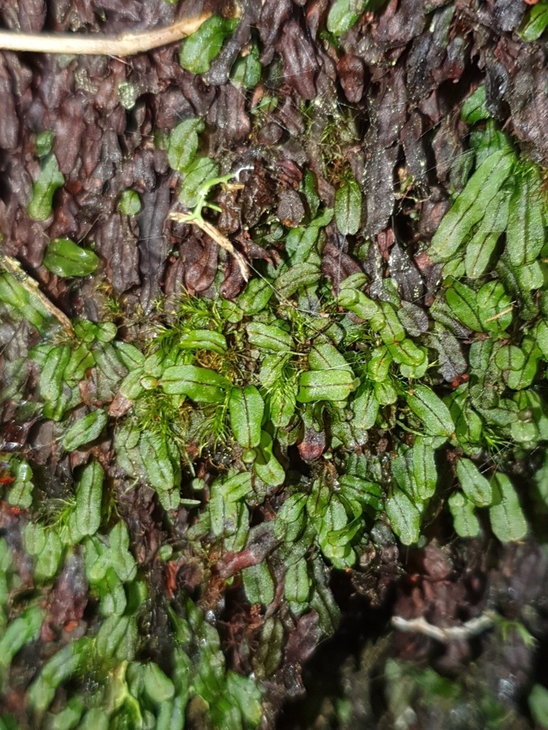 Hymenophyllum marginatum photo 3