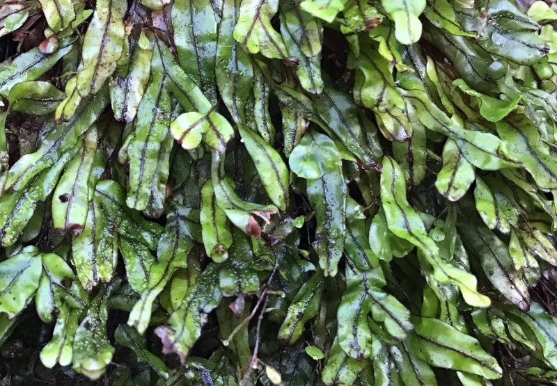 Hymenophyllum marginatum photo 4