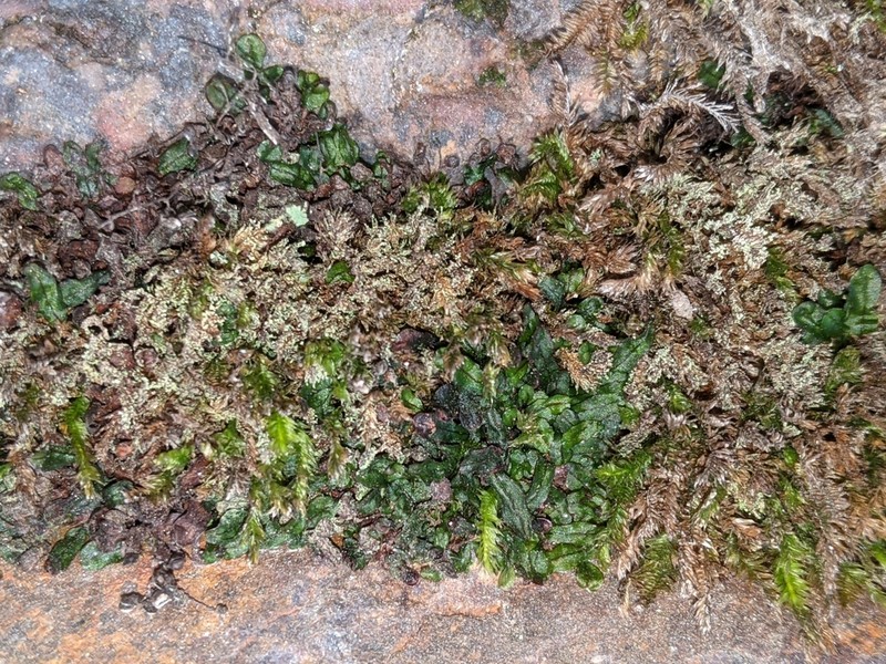 Hymenophyllum marginatum photo 5