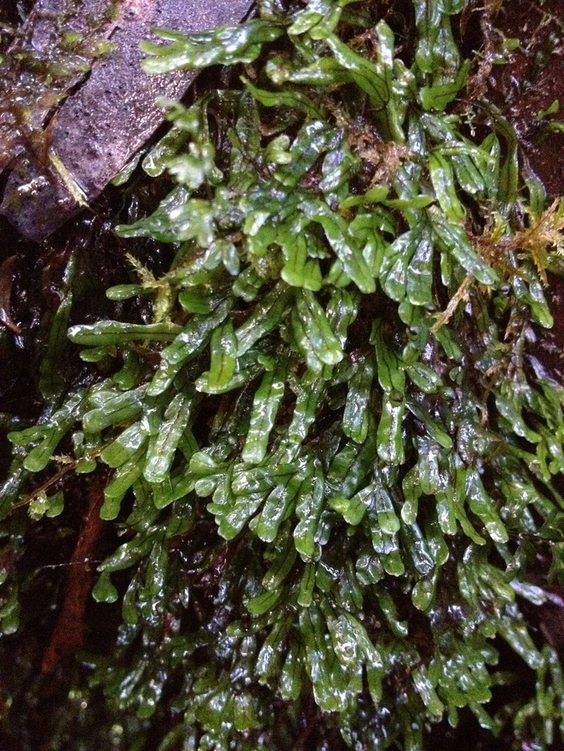 Hymenophyllum marginatum photo 6