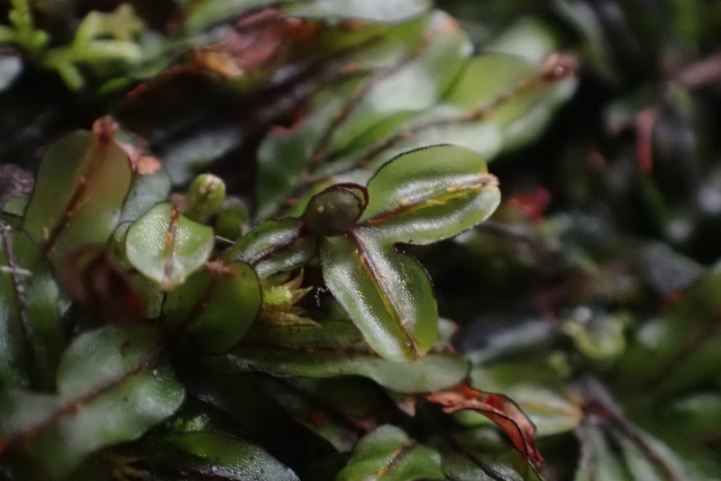 Hymenophyllum marginatum photo 7