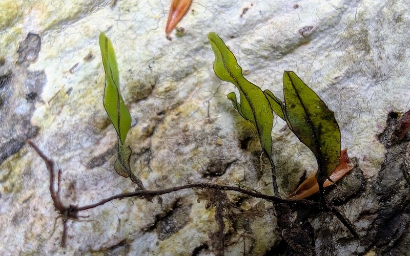 Hymenophyllum marginatum photo 8