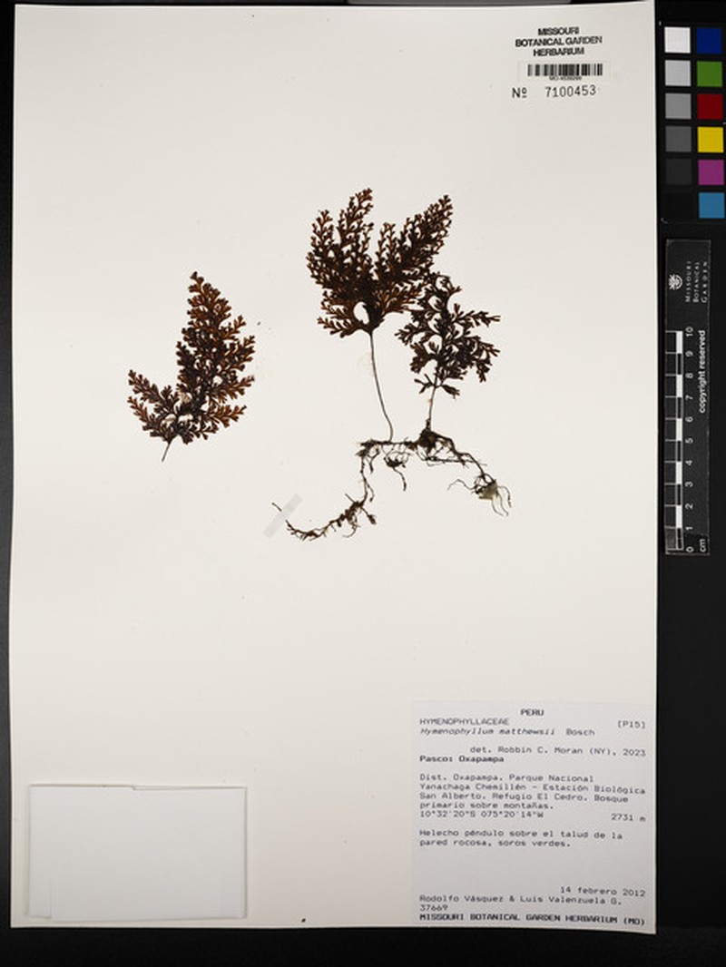 Hymenophyllum mathewsii photo 2