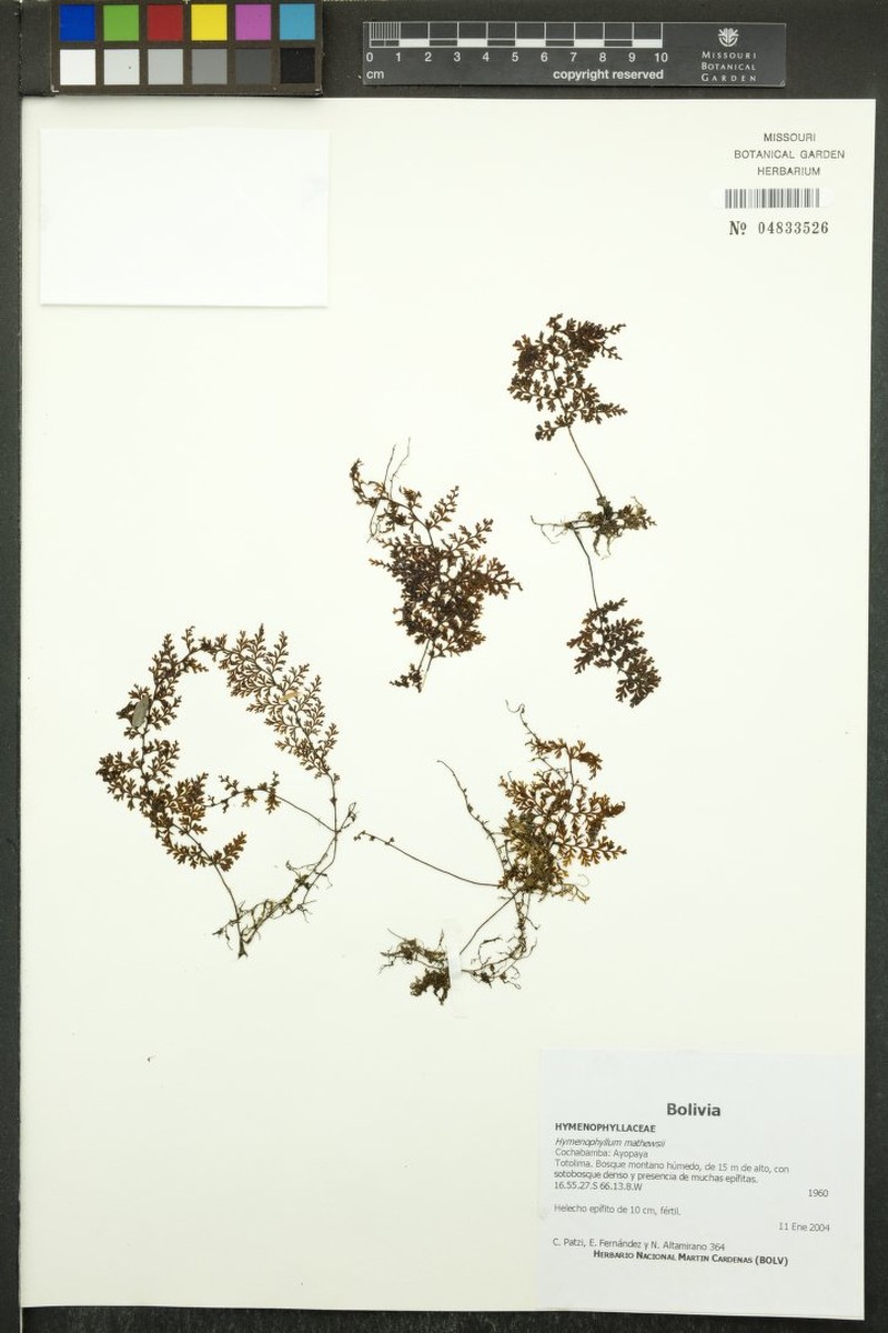 Hymenophyllum mathewsii photo 3