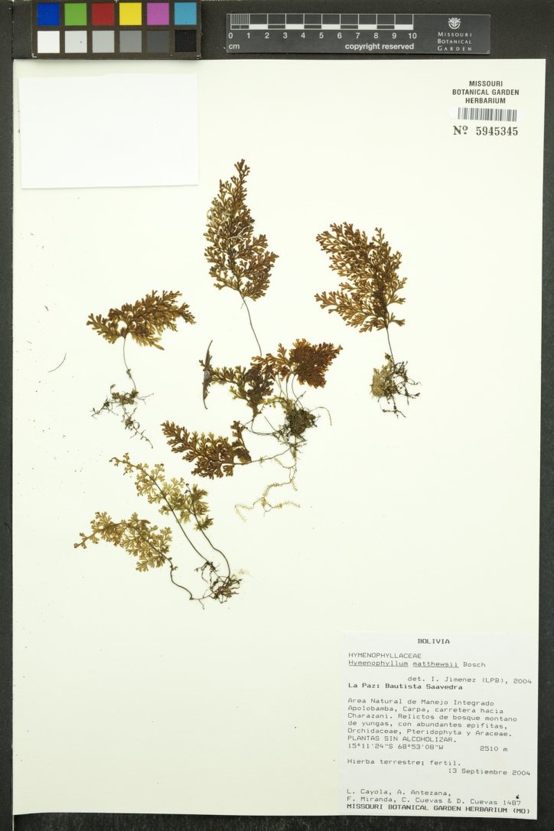Hymenophyllum mathewsii photo 4