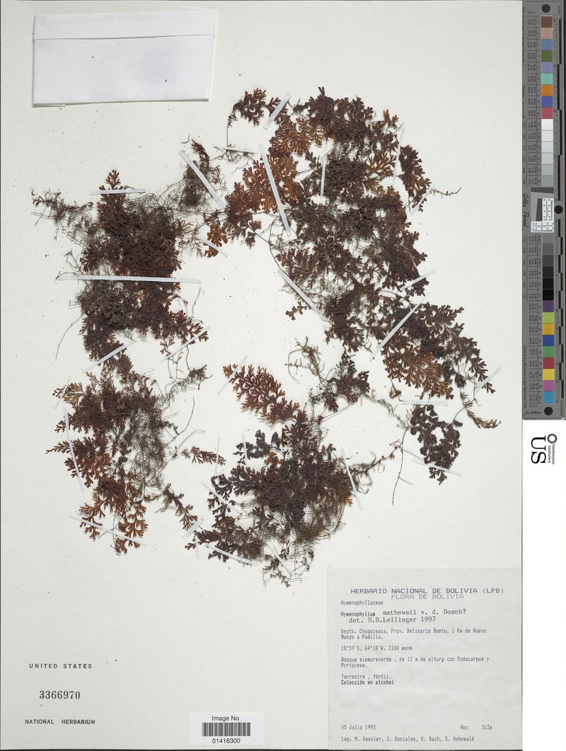 Hymenophyllum mathewsii photo 5